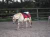 dscn2637_small.jpg