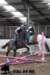 staldeeikimg_1667_small.jpg