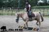 staldeeikimg_1703_small.jpg