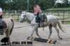staldeeikimg_1705_small.jpg