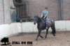 staldeeikimg_1739_small.jpg