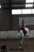staldeeikimg_1740_small.jpg