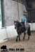 staldeeikimg_1746_small.jpg