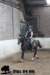 staldeeikimg_1752_small.jpg