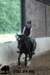 staldeeikimg_1755_small.jpg