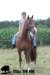 staldeeikimg_1827_small.jpg
