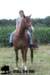 staldeeikimg_1828_small.jpg