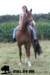 staldeeikimg_1829_small.jpg
