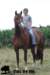 staldeeikimg_1836_small.jpg