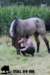 staldeeikimg_1863_small.jpg