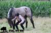 staldeeikimg_1864_small.jpg