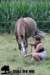 staldeeikimg_1884_small.jpg