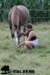 staldeeikimg_1886_small.jpg