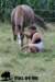 staldeeikimg_1887_small.jpg