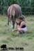 staldeeikimg_1888_small.jpg