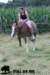 staldeeikimg_1905_small.jpg