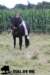 staldeeikimg_2048_small.jpg