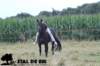 staldeeikimg_2049_small.jpg