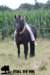 staldeeikimg_2054_small.jpg