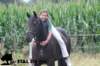 staldeeikimg_2056_small.jpg