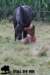staldeeikimg_2074_small.jpg