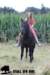staldeeikimg_2088_small.jpg