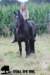 staldeeikimg_2128_small.jpg