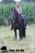 staldeeikimg_2129_small.jpg