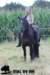 staldeeikimg_2130_small.jpg