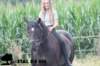 staldeeikimg_2139_small.jpg