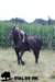 staldeeikimg_2147_small.jpg