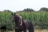 staldeeikimg_2148_small.jpg