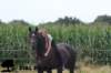staldeeikimg_2149_small.jpg