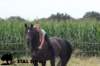 staldeeikimg_2151_small.jpg