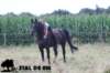 staldeeikimg_2152_small.jpg