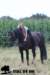 staldeeikimg_2153_small.jpg