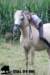 staldeeikimg_2234_small.jpg