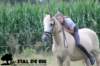 staldeeikimg_2239_small.jpg