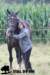 staldeeikimg_2259_small.jpg