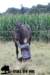 staldeeikimg_2266_small.jpg