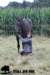 staldeeikimg_2268_small.jpg