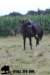 staldeeikimg_2281_small.jpg