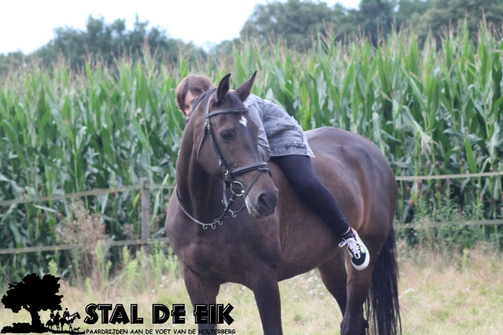 staldeeikimg_2284.jpg