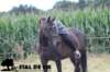 staldeeikimg_2284_small.jpg