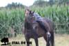 staldeeikimg_2285_small.jpg