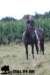 staldeeikimg_2312_small.jpg