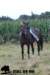 staldeeikimg_2313_small.jpg