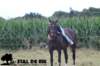 staldeeikimg_2314_small.jpg