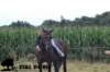 staldeeikimg_2315_small.jpg