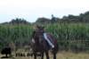 staldeeikimg_2316_small.jpg